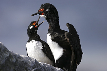 Rock shag (Phalacrocorax magellanicus) parent and chick in the Falkland Islands, Southern Atlantic Ocean.