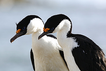 Antarctic Shag (Phalacrocorax (atriceps) bransfieldensis) parents on Petermann Island near the Antarctic Peninsula