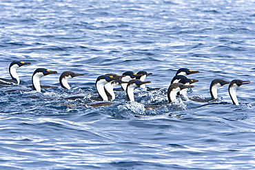 Antarctic Shag (Phalacrocorax (atriceps) bransfieldensis) in foraging group near Cierva Point on the Danco Coast of the Antarctic Peninsula