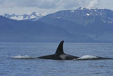 Young Killer Whale (Orcinus orca) power lunging in Southeast Alaska, USA. Pacific Ocean.