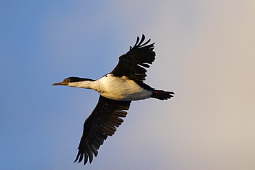 Adult Rock Cormorant (Phalacrocorax magellanicus) in flight. This bird is locally known as a rock shag. Falkland Island Group, South Atlantic Ocean.