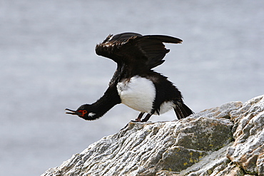 Adult Rock Cormorant (Phalacrocorax magellanicus) in flight. This bird is locally known as a rock shag. Falkland Island Group, South Atlantic Ocean.