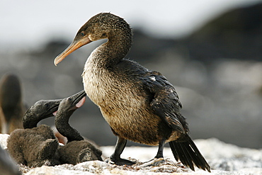 Flightless cormorant (Nannopterum harrisi) parent with two chicks in the Galapagos Island Group, Ecuador