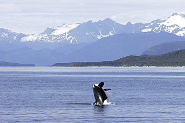 Killer Whale (Orca, Orcinus orca) breaching in Lynn Canal, Southeast Alaska, USA. Pacific Ocean.