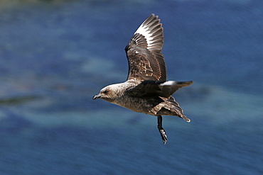 Adult Skua (Catharacta spp) in flight off Petermann Island near the Antarctic Peninsula.