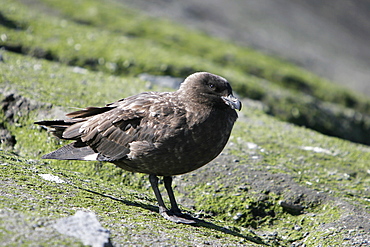 Adult Skua (Catharacta spp) on Baily Head on Deception Island in the Bransfield Strait, Antarctica.