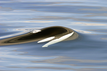 Killer Whale (Orcinus orca) bull just beginning to surface in Chatham Strait,  Southeast Alaska, USA.