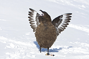 Sub-Antarctic Skua (Catharacta antarctica) displaying aggression after a fight for a fish head on Barrentos Island in the Aitcho Island Group, south Shetland Islands, Antarctica.