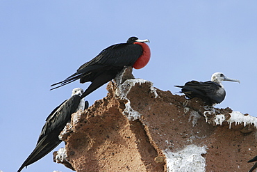 Male Magnificent Frigatebird (Fregata magnificens) with inflated gular sack during mating season near the Baja Peninsula, Mexico.