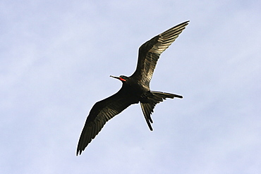 Male Magnificent Frigatebird (Fregata magnificens) in flight - note the all-black body and red gular sack - near the Baja Peninsula, Mexico.