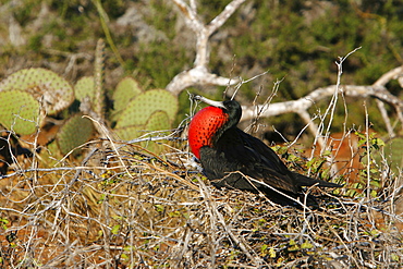 Male great frigate bird (Fregata minor) displaying with bright red gular pouch on nesting and breeding site on North Seymour Island in the Galapagos Island Group, Ecuador. Pacific Ocean.