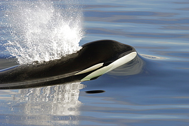 Killer Whale (Orcinus orca) bull just beginning to surface in Chatham Strait,