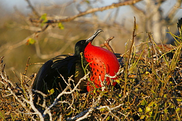 Male great frigate bird (Fregata minor) showing expanded gular pouch near nesting and breeding site on North Seymour Island in the Galapagos Island Group, Ecuador, Pacific Ocean.