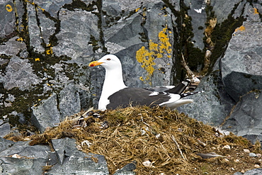 Kelp gull (Larus dominicanus) breeding colony on Torgesen Island, Arthur Harbor, Antarctica