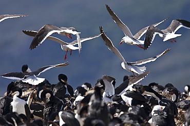 An adult kelp gull (Larus dominicanus) breeding colony on offshore reefs near Ushuaia, Argentina on the island of Tierra del Fuego