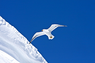 An adult kelp gull (Larus dominicanus) in flight near the Antarctic peninsula in the southern ocean. This is the only gull regularly found in the Antarctic peninsula to a latitude of 68 degrees south.