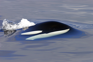 Killer Whale (Orcinus orca) bull just beginning to surface in Chatham Strait,