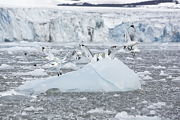 Adult black-legged kittiwakes (Rissa tridactyla) taking flight from ice in the Svalbard Archipelago, Barents Sea, Norway.