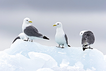 Adult black-legged kittiwakes (Rissa tridactyla) on ice in the Svalbard Archipelago, Barents Sea, Norway.