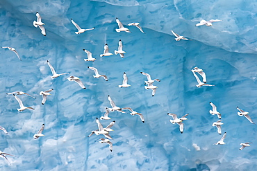 Adult black-legged kittiwakes (Rissa tridactyla) taking flight near ice in the Svalbard Archipelago, Barents Sea, Norway.