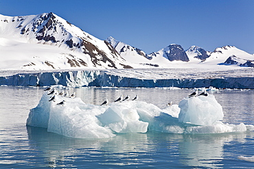 Adult black-legged kittiwakes (Rissa tridactyla) settled on ice in the Svalbard Archipelago, Barents Sea, Norway.