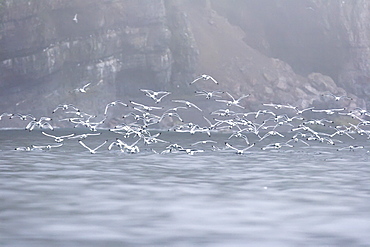 Adult black-legged kittiwakes (Rissa tridactyla) in flight in fog on the Svalbard Archipelago, Barents Sea, Norway.