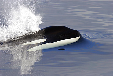 Killer Whale (Orcinus orca) bull just beginning to surface in Chatham Strait,