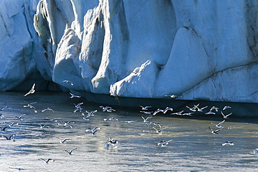 Late evening views of black-legged kittiwakes near the Negrebreen Glacier melting in the sunlight on Spitsbergen Island in the Svalbard Archipelago, Barents Sea, Norway.