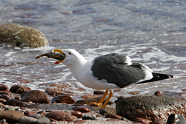 Adult Yellow-footed Gull (Larus livens) eating a pufferfish in the lower Gulf of California (Sea of Cortez), Mexico.