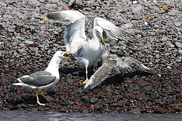 Yellow-footed Gull (Larus livens) adult attacking a juvenile on Isla San Esteban in the upper Gulf of California (Sea of Cortez) , Mexico.