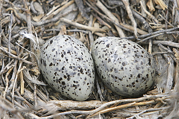 Heermann's Gull (Larus heermanni) eggs laid on their breeding grounds on Isla Rasa in the middle Gulf of California (Sea of Cortez), Mexico