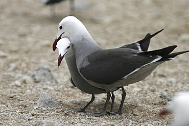 Heermann's Gull (Larus heermanni) mating ritual on their breeding grounds on Isla Rasa in the middle Gulf of California (Sea of Cortez), Mexico