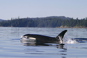 Adult female Orca (Orcinus orca) surfacing in Southeast Alaska, USA. Pacific Ocean.