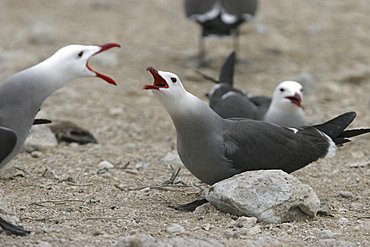 Heermann's Gull (Larus heermanni) mating ritual on their breeding grounds on Isla Rasa in the middle Gulf of California (Sea of Cortez), Mexico