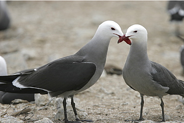 Heermann's Gull (Larus heermanni) mating ritual on their breeding grounds on Isla Rasa in the middle Gulf of California (Sea of Cortez), Mexico