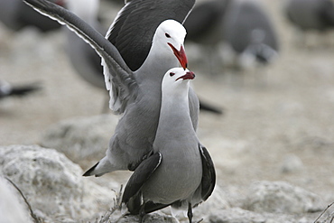 Heermann's Gull (Larus heermanni) mating ritual on their breeding grounds on Isla Rasa in the middle Gulf of California (Sea of Cortez), Mexico