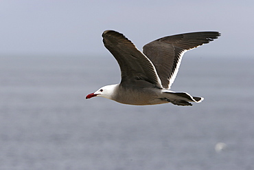 Adult Heermann's Gull (Larus heermanni) in flight on their breeding grounds on Isla Rasa in the middle Gulf of California (Sea of Cortez), Mexico