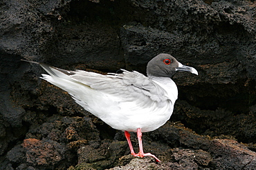 Swallow-tailed gull (Creagrus furcatus) in the Galapagos Island Group, Ecuador