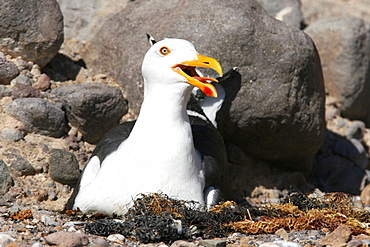 An adult yellow-footed gull (Larus livens) on the nesting area on Isla San Esteban in the midriff region of the Gulf of California (Sea of Cortez), Baja California, Mexico