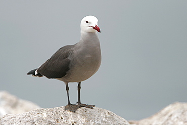 Heermann's Gull (Larus heermanni) on their breeding grounds on Isla Rasa in the middle Gulf of California (Sea of Cortez), Mexico