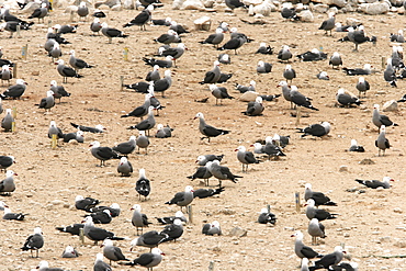 Heermann's Gull (Larus heermanni) on their breeding grounds on Isla Rasa in the middle Gulf of California (Sea of Cortez), Mexico