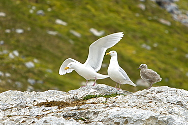 Glaucous gull (Larus hyperboreus) parents with chick on Hornsund on the Southwest side of Spitsbergen in the Svalbard Archipelago in the Barents Sea, Norway.