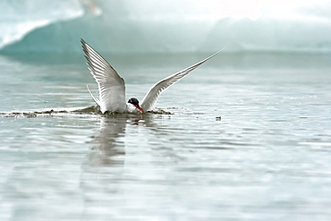 Adult arctic tern (Sterna paradisaea) feeding on small fish and krill in Esbukta on Spitsbergen Island in the Svalbard Archipelago, Norway