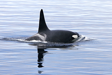 Bull Orca (Orcinus orca) surfacing in Tracy Arm, southeast Alaska, USA.
