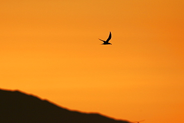 Elegant Tern flying at sunset in the Gulf of California (Sea of Cortez), Mexico.