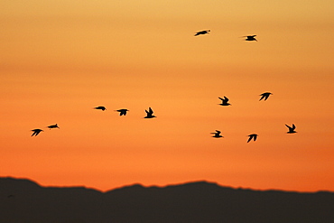 Elegant Terns flying at sunset in the Gulf of California (Sea of Cortez), Mexico.