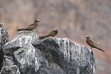 Adult brown noddies (Anous Stolidus) resting on cliff faces on the coastline of St. Helena Island on the south Atlantic Ocean.