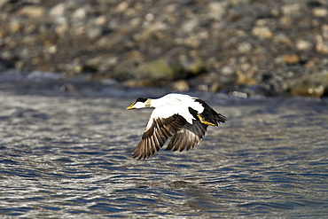 Adult male eider duck (Somateria mollissima) in breeding plumage in the Svalbard Archipelago in the Barents Sea, Norway.