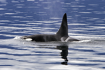 Bull Orca (Orcinus orca) surfacing in Tracy Arm, southeast Alaska, USA.