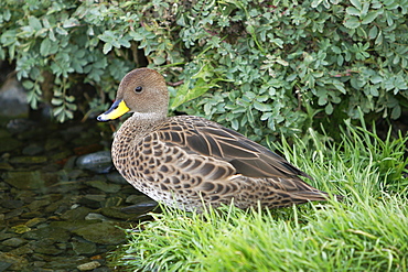 The endemic South Georgia pintail (Anas georgica georgica) on the banks of a small stream just outside the abandoned whaling station at Grytviken on South Georgia in the Southern Atlantic Ocean.